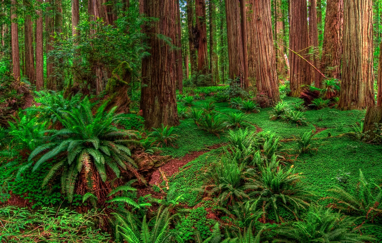 Photo wallpaper greens, forest, trees, the bushes