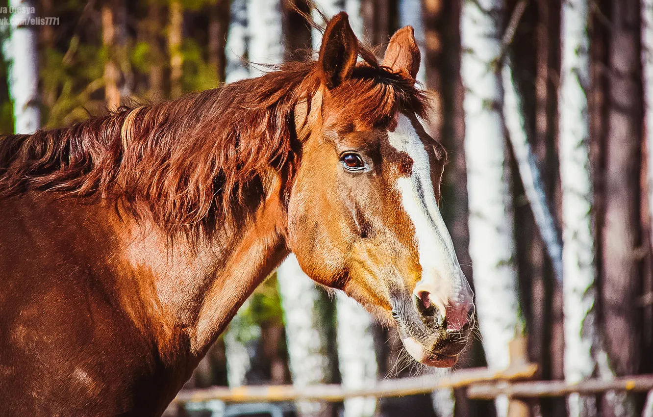 Photo wallpaper horse, horse, portrait of a horse