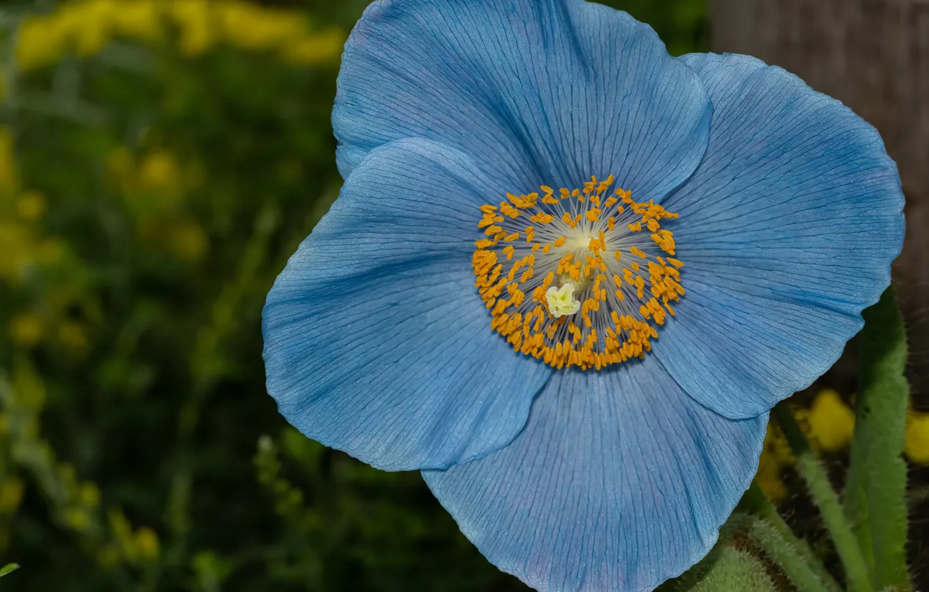 Photo wallpaper summer, Mac, blue poppy