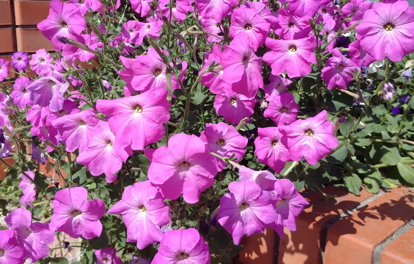 Photo wallpaper summer, flowerbed, Petunia, Mamala ©