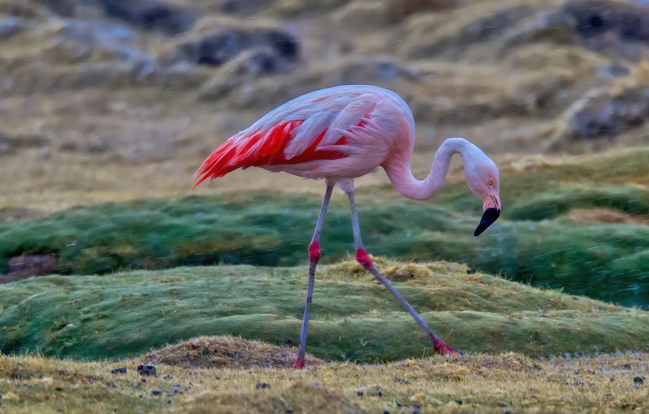 Photo wallpaper field, nature, pose, rain, bird, Flamingo, blurred background, pink flamingos
