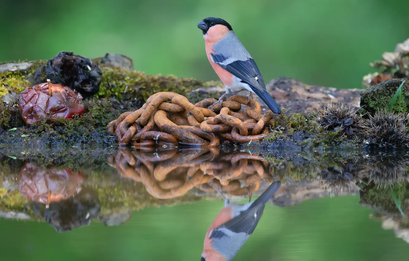 Photo wallpaper reflection, bird, chain, bullfinch, pond, Berezhok