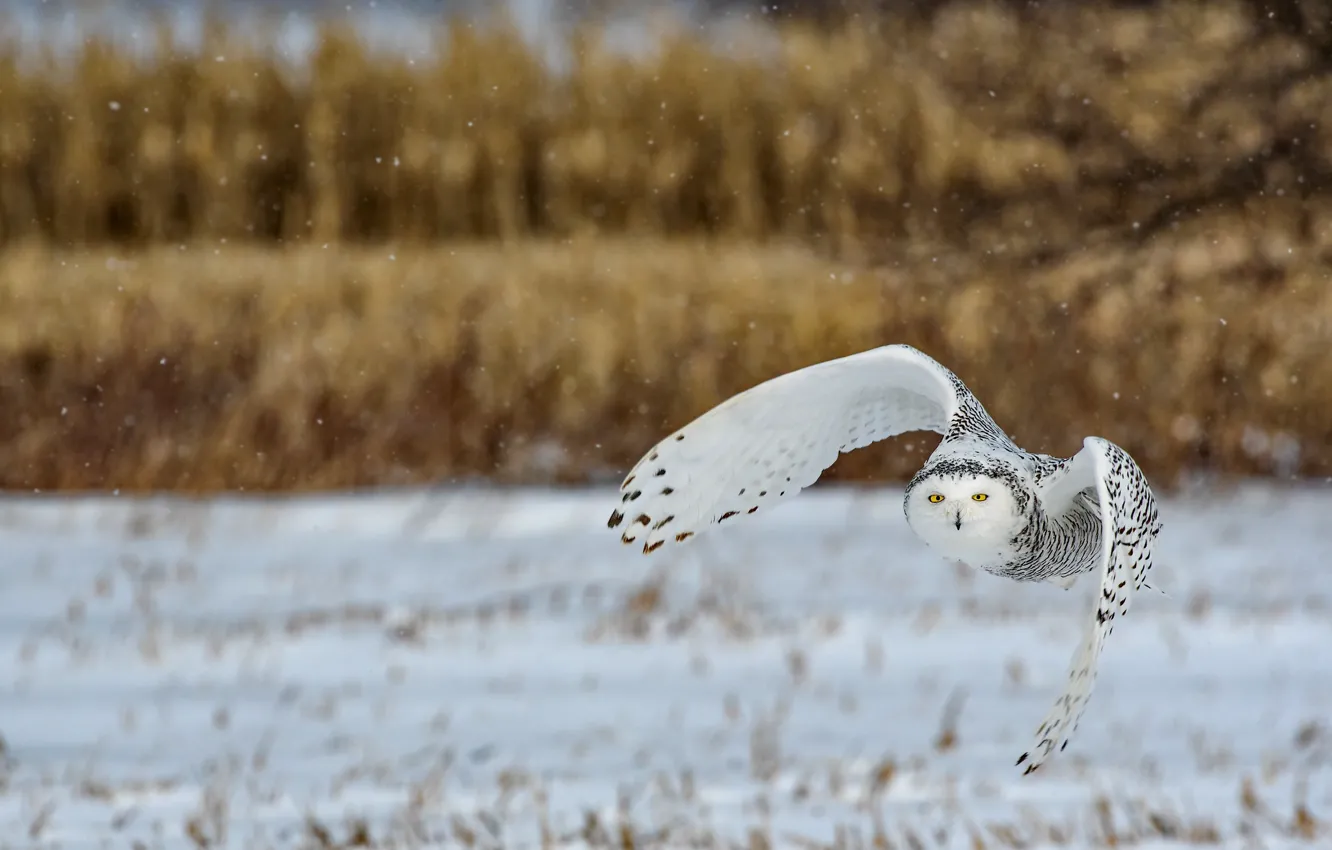 Photo wallpaper winter, field, forest, white, snow, flight, nature, owl