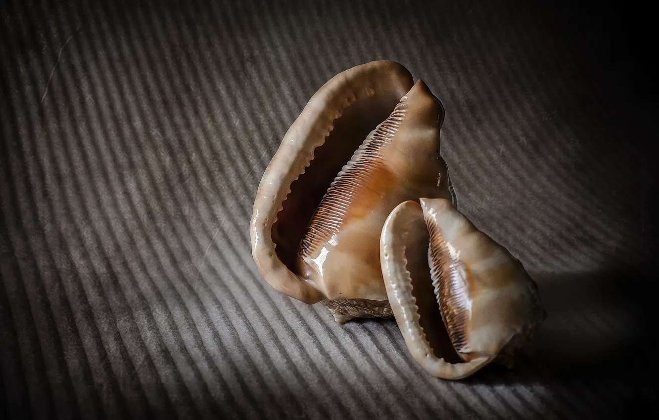 Photo wallpaper macro, style, background, shell