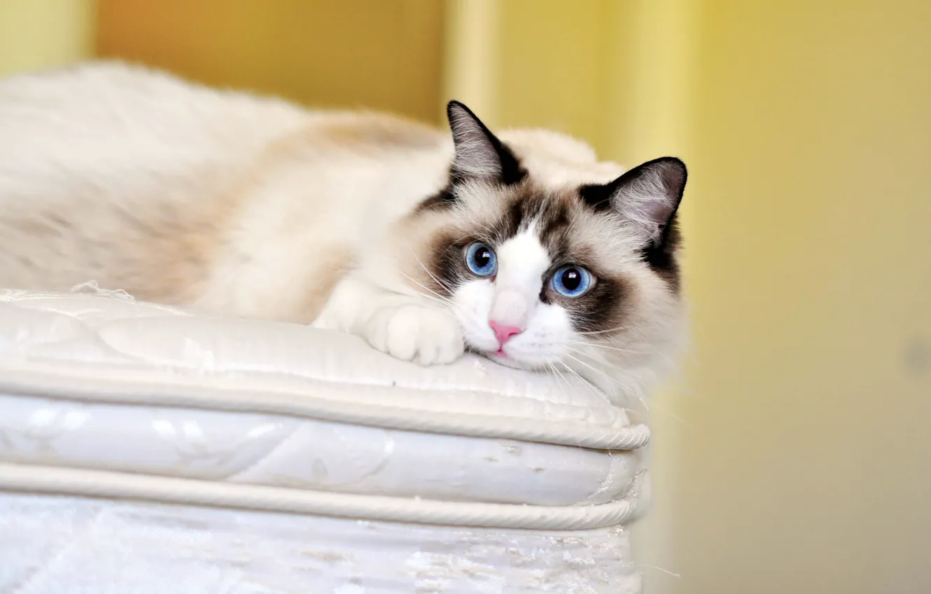 Photo wallpaper cat, cat, look, blue eyes, ragdoll