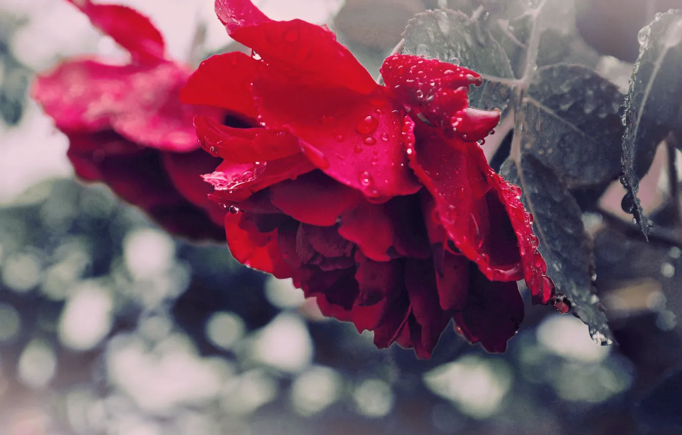 Photo wallpaper macro, Rosa, rain, roses
