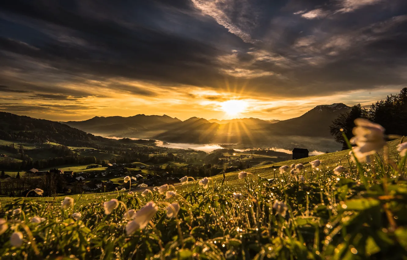 Photo wallpaper the sun, sunset, flowers, slope