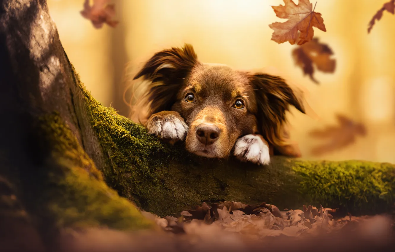 Photo wallpaper autumn, look, face, leaves, trees, moss, dog, paws
