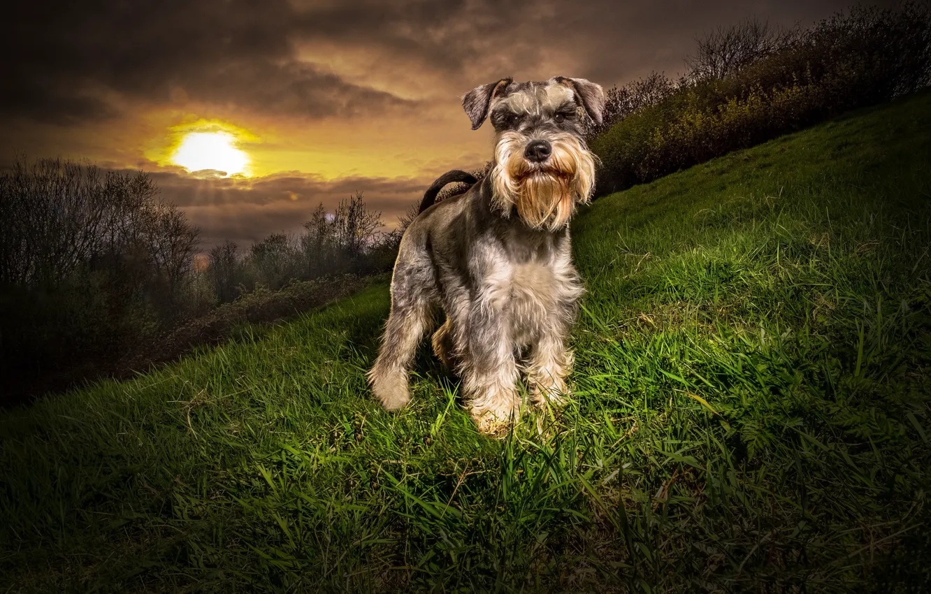 Photo wallpaper nature, dog, the evening