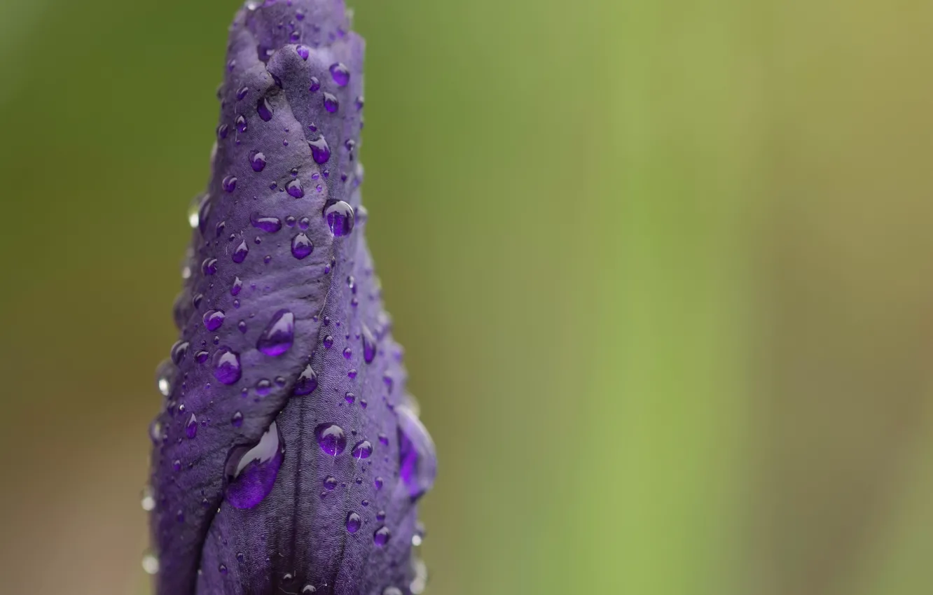 Photo wallpaper drops, macro, flowers, nature, background