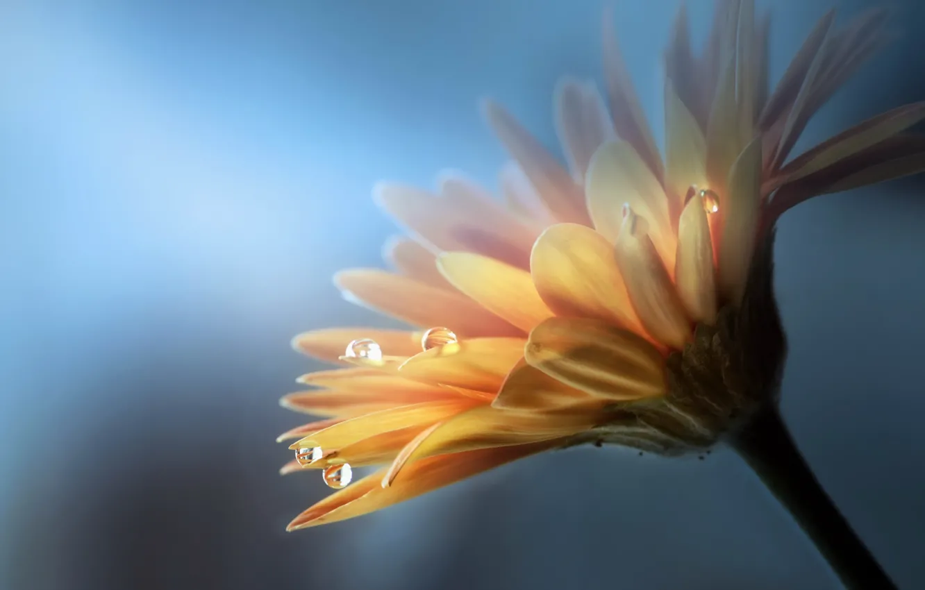 Photo wallpaper drops, flowers, nature, gerbera