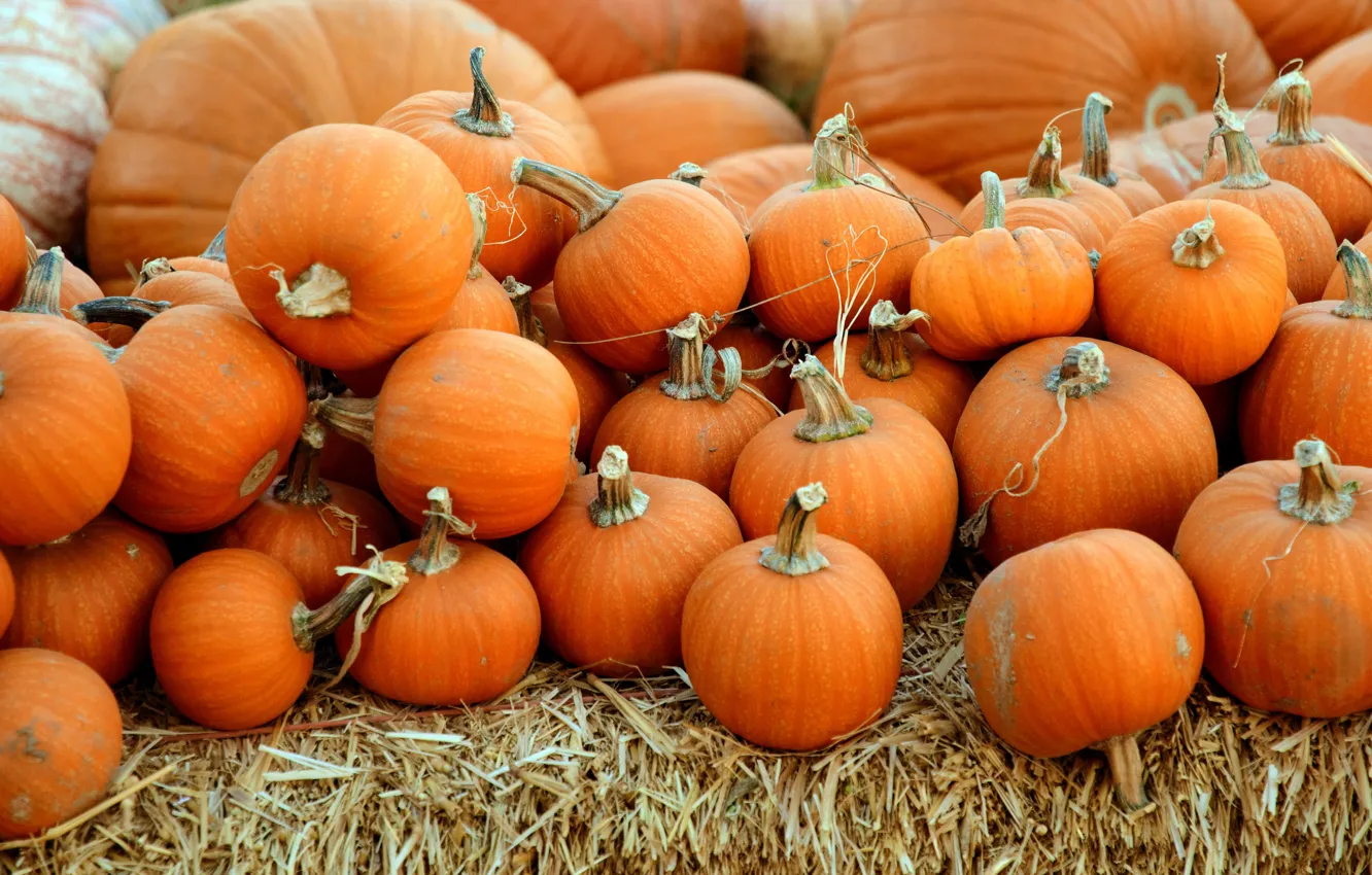 Photo wallpaper autumn, harvest, pumpkin, straw, orange, a lot, different size