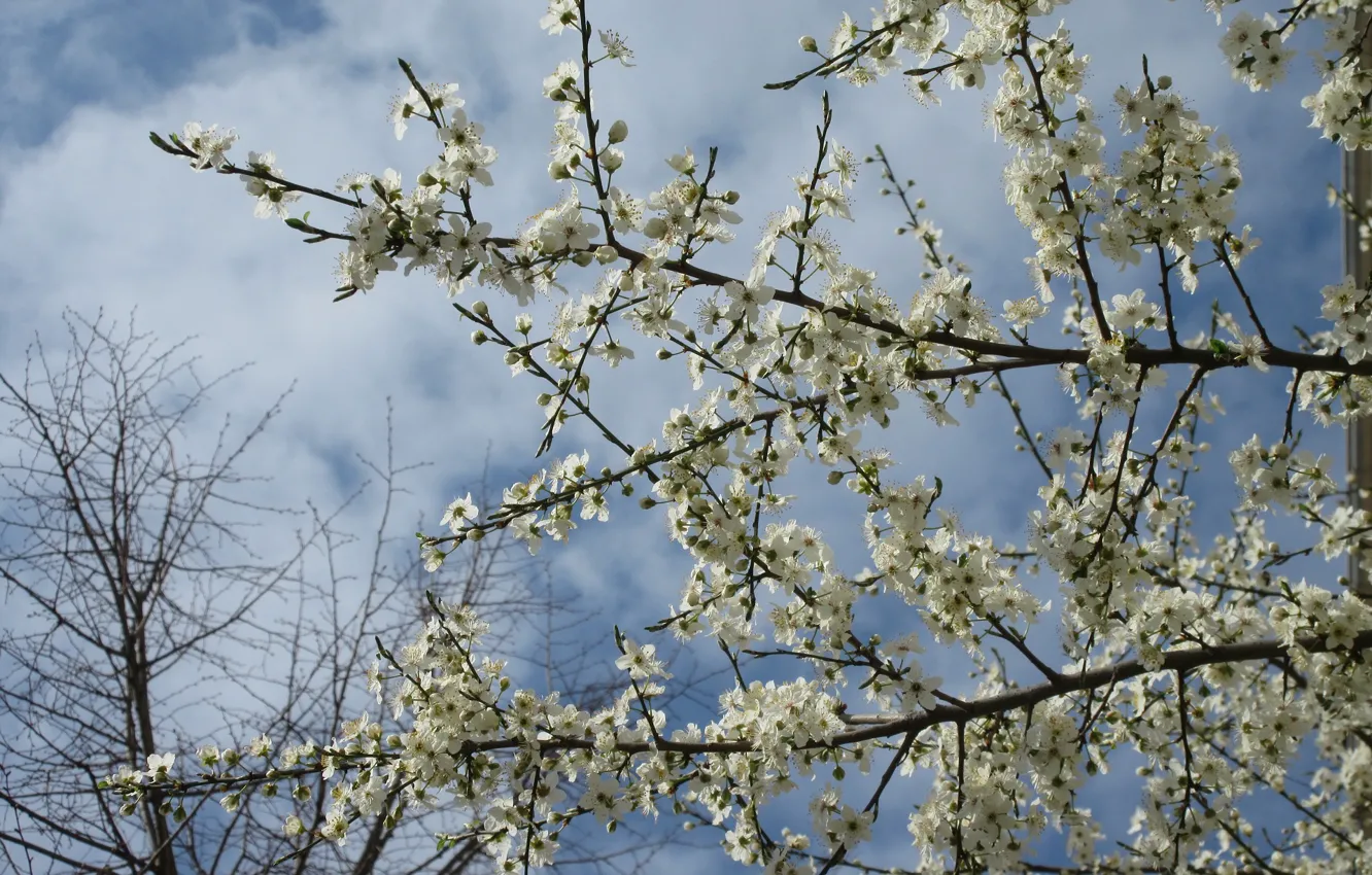 Photo wallpaper trees, spring 2018, plum, drain, branches, Meduzanol ©, April