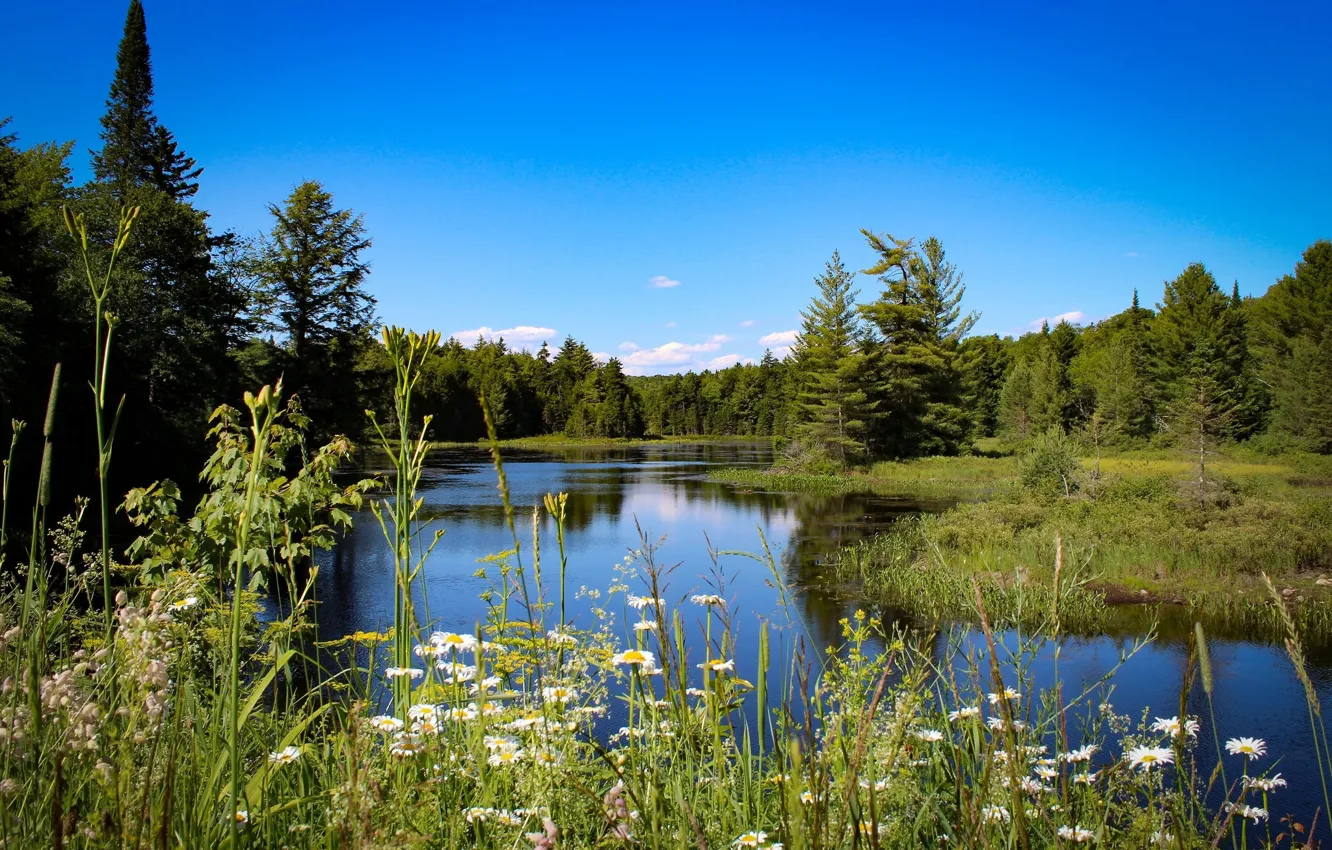 Photo wallpaper greens, the sky, trees, river