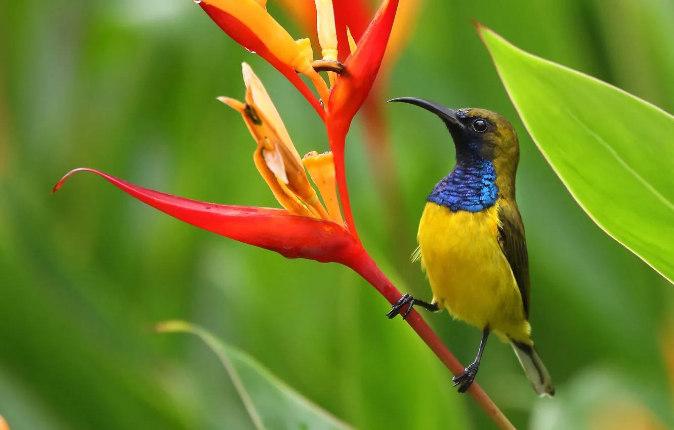 Photo wallpaper flowers, bird, Heliconia, Jeltocorna double
