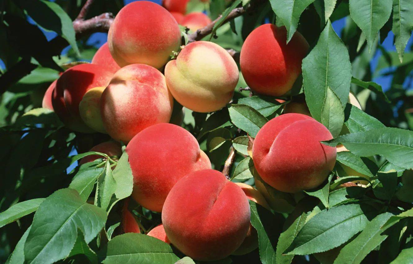 Photo wallpaper wallpaper, food, fruit