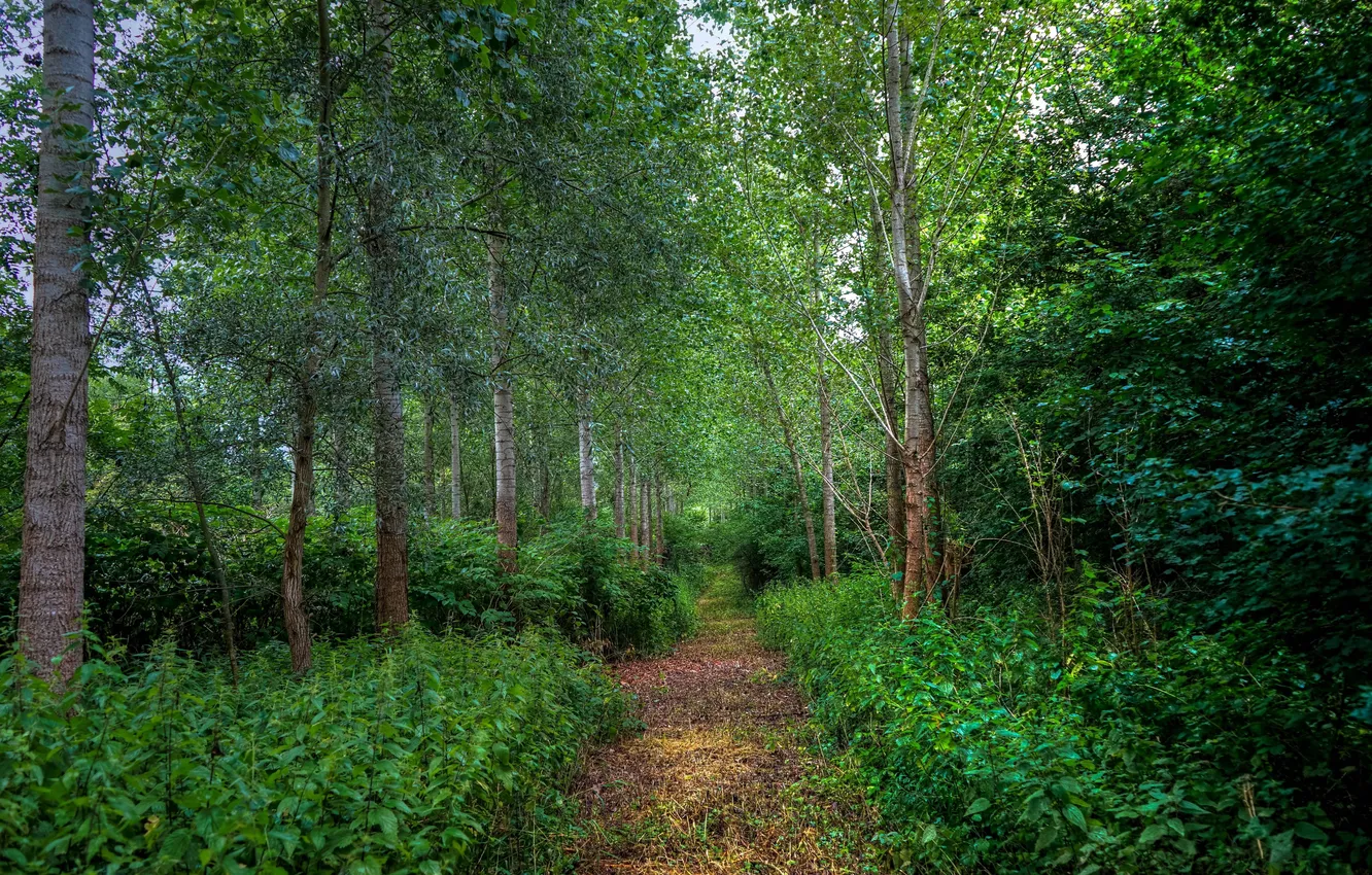 Photo wallpaper greens, forest, trees, the bushes, clearing