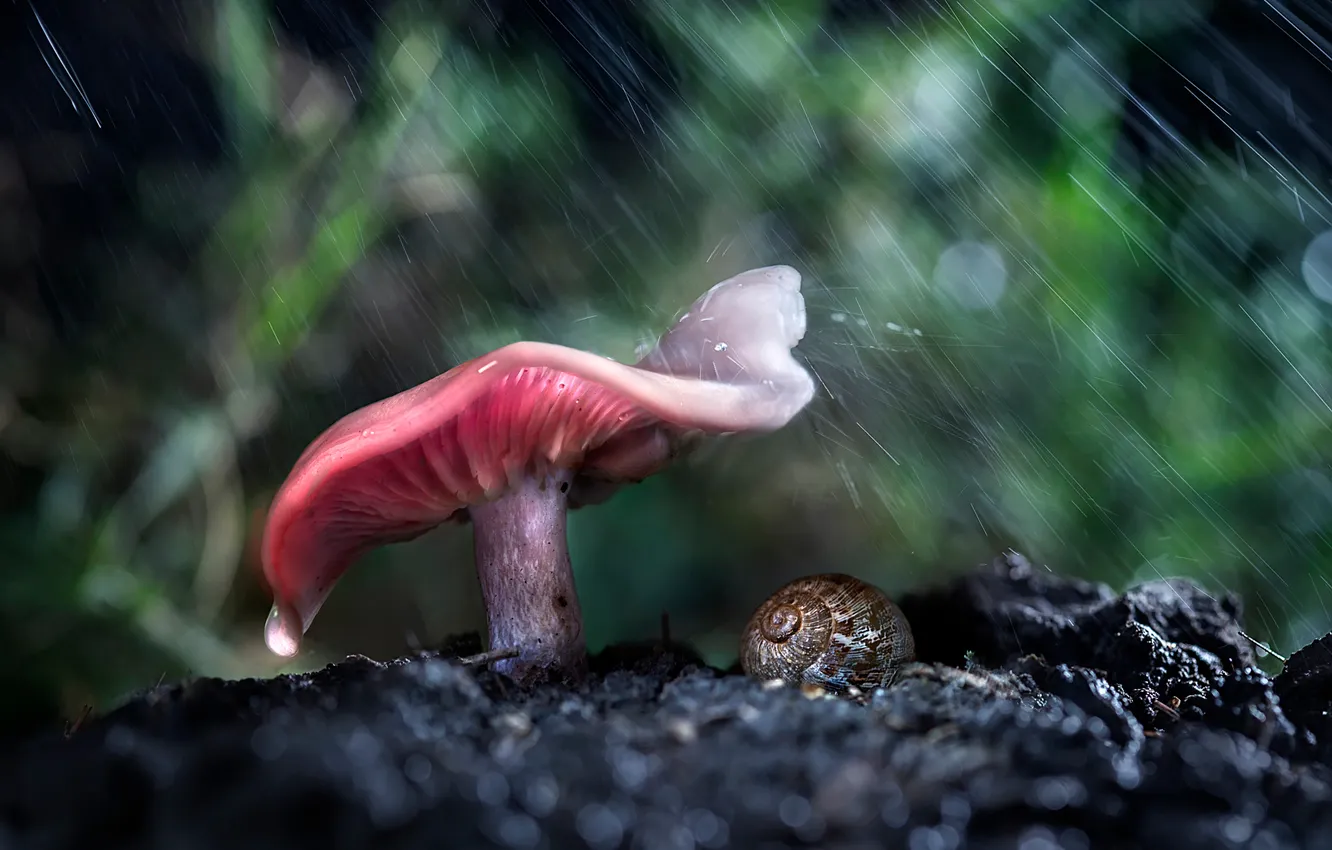 Photo wallpaper forest, macro, rain, mushrooms, bokeh
