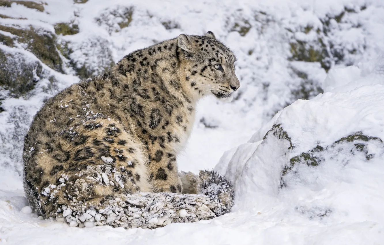 Photo wallpaper snow, predator, IRBIS, snow leopard, sitting, wild cat, snow leopard
