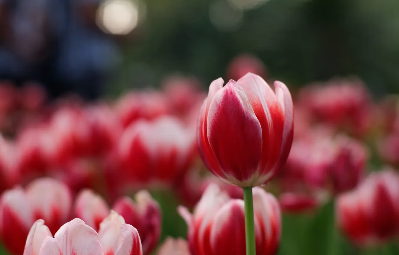 Photo wallpaper flowers, petals, tulips