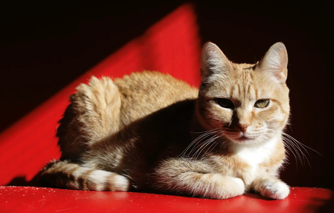 Photo wallpaper cat, shadow, cat, cat. red