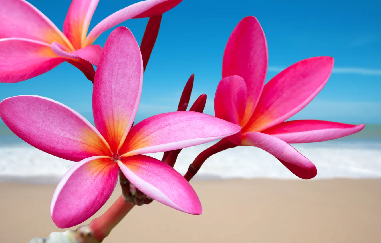 Photo wallpaper sea, trees, flowers, branches, tropics, petals, plumeria