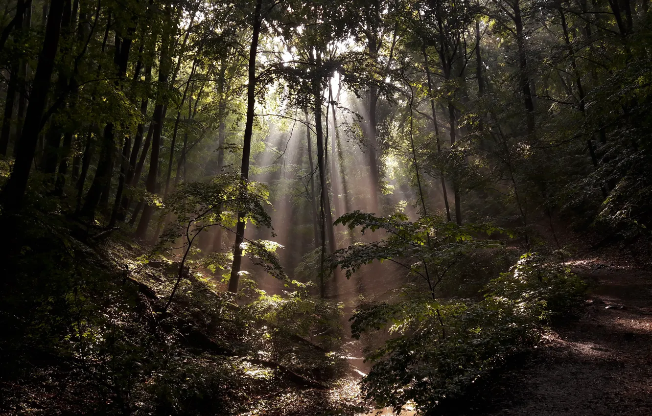 Photo wallpaper forest, leaves, the sun, rays, trees, branches, nature, path