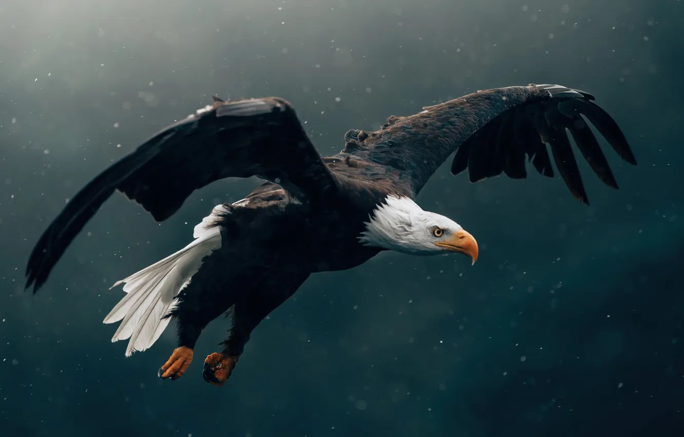Photo wallpaper Eagle, bird, animal, wildlife