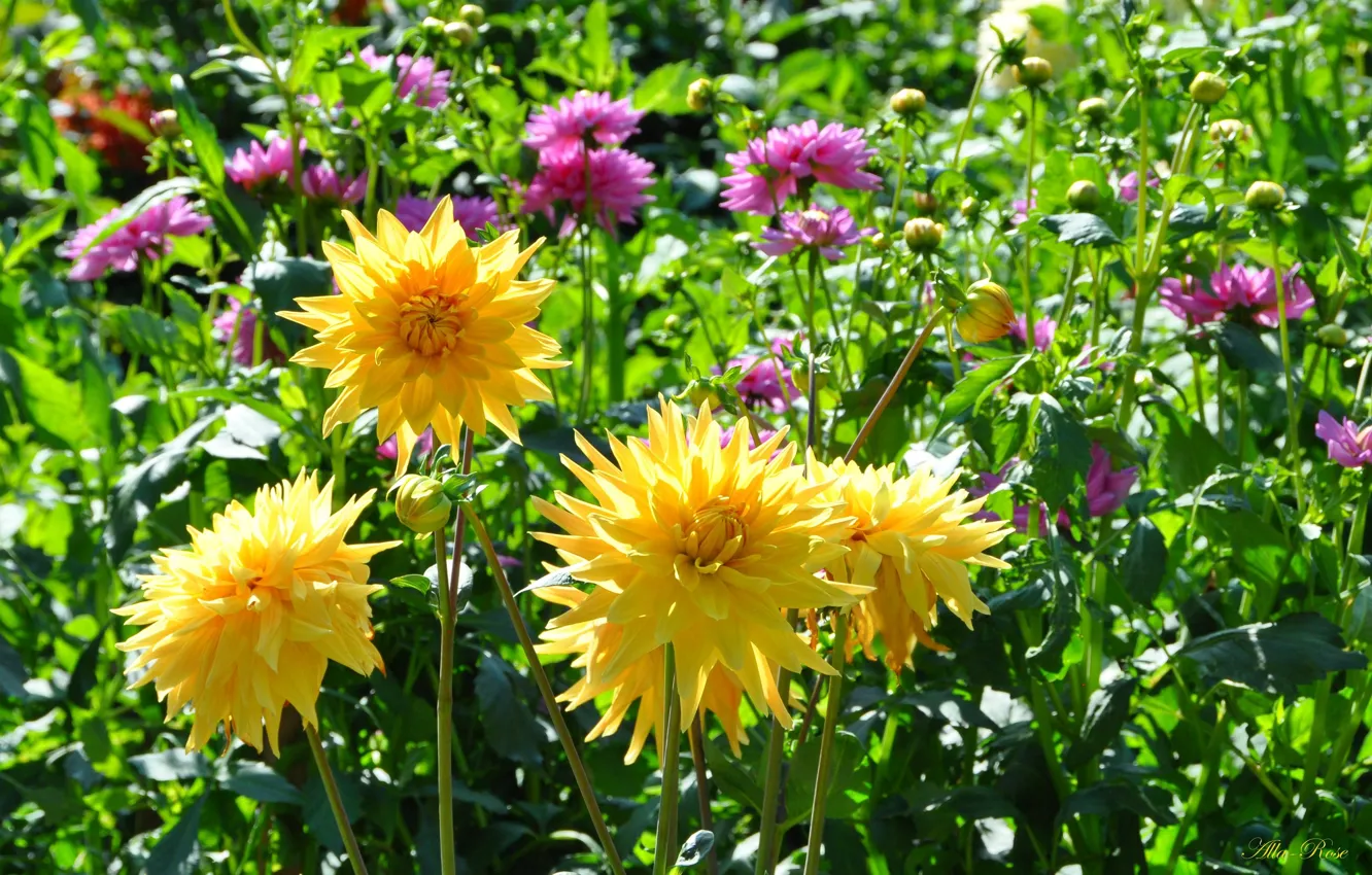 Photo wallpaper flowers, nature, plant, beauty, bright, flowering, flora, dahlias