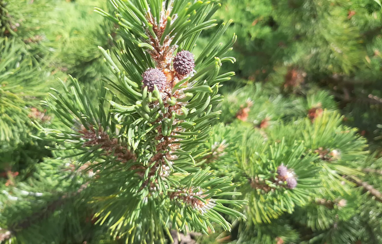 Photo wallpaper Choinka, Cones, Iglak