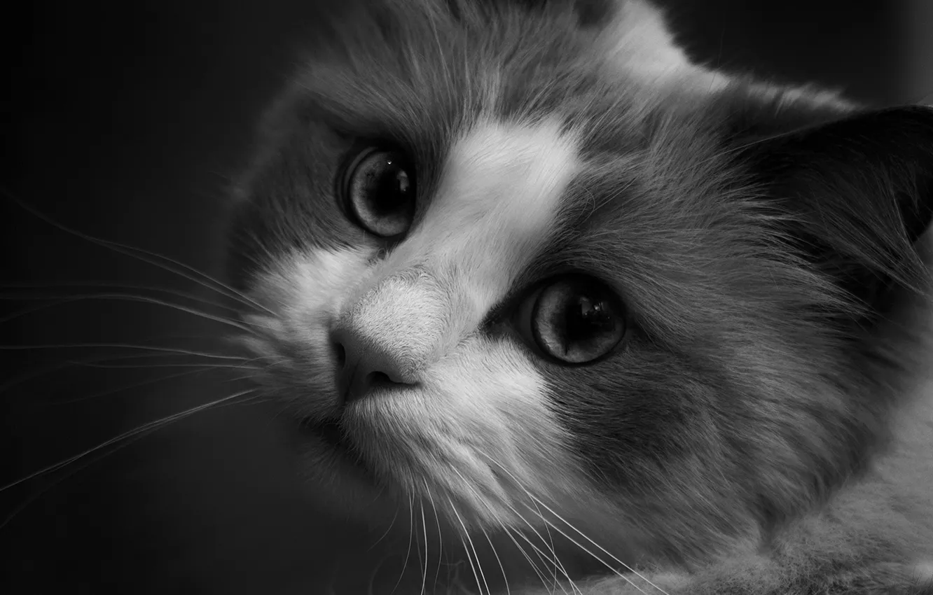 Photo wallpaper cat, cat, look, pose, face