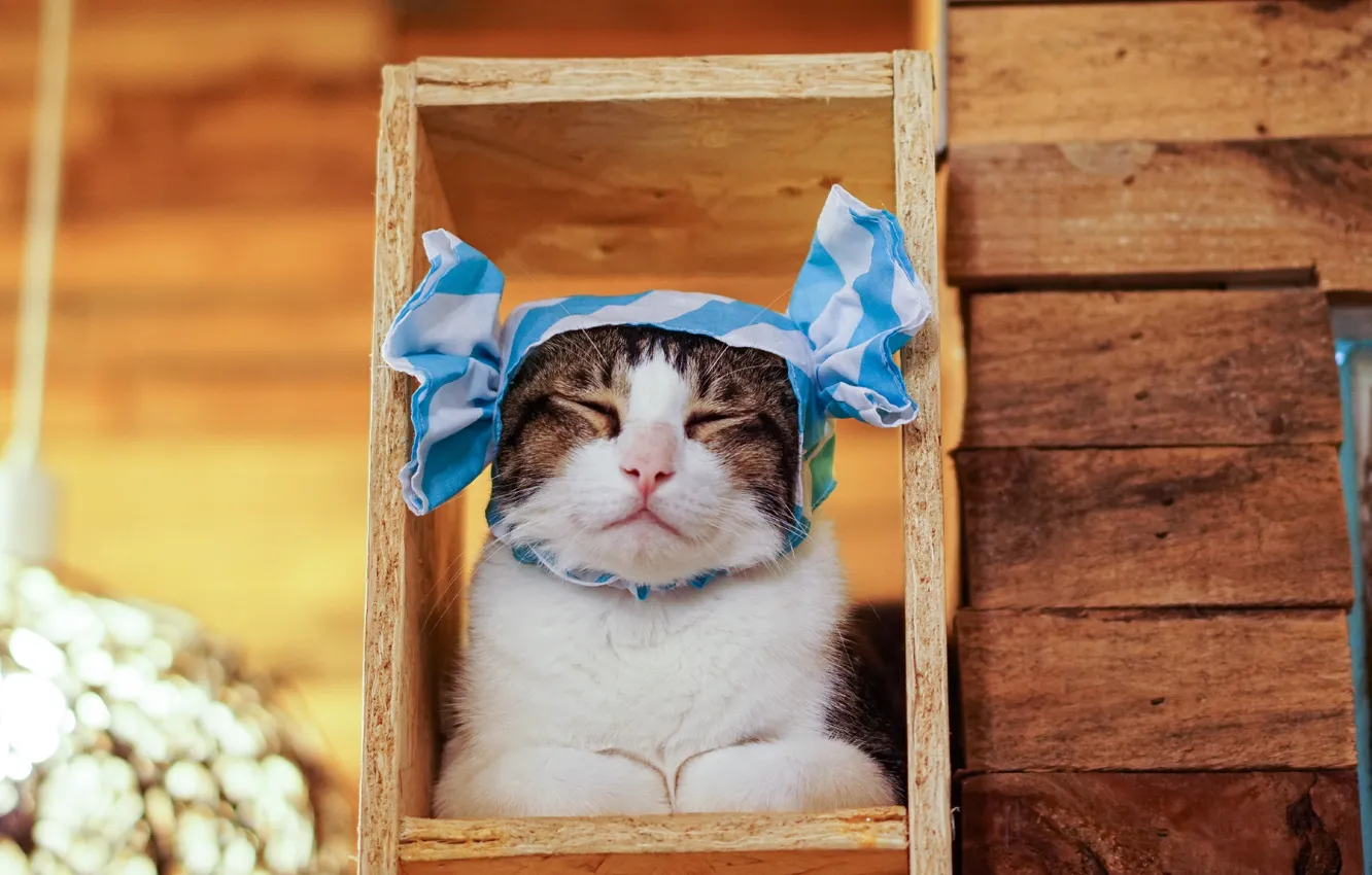 Photo wallpaper cat, cat, strips, background, Board, portrait, frame, bow