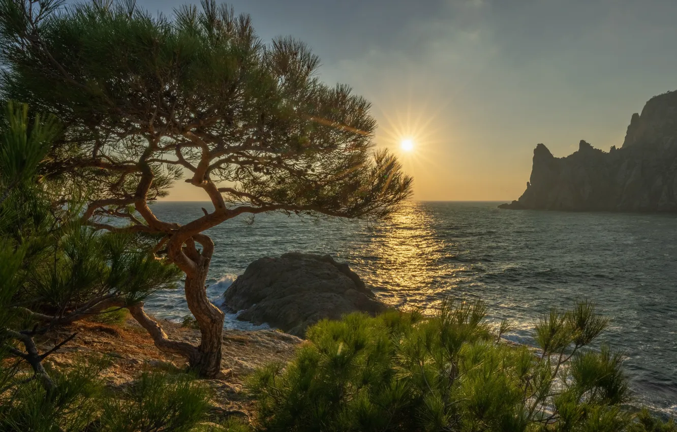 Photo wallpaper sea, the sun, rays, landscape, nature, tree, rocks, shore
