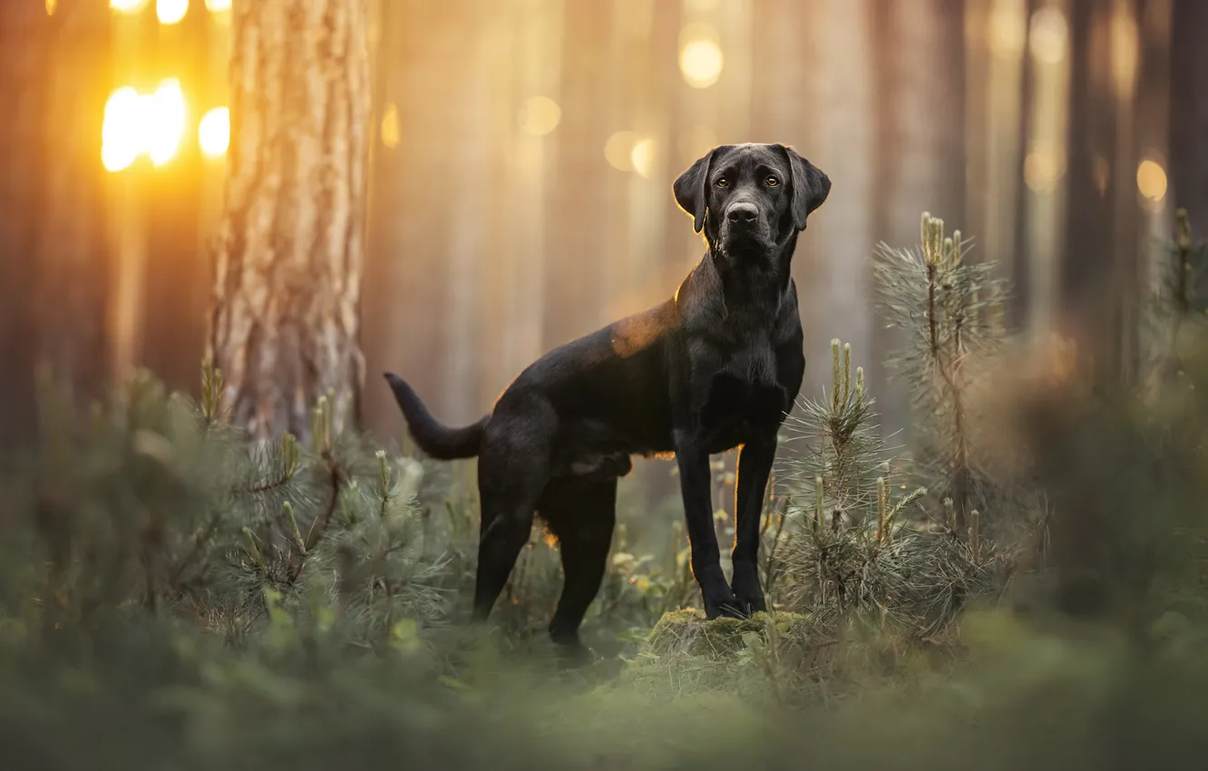Photo wallpaper forest, dog, Labrador Retriever