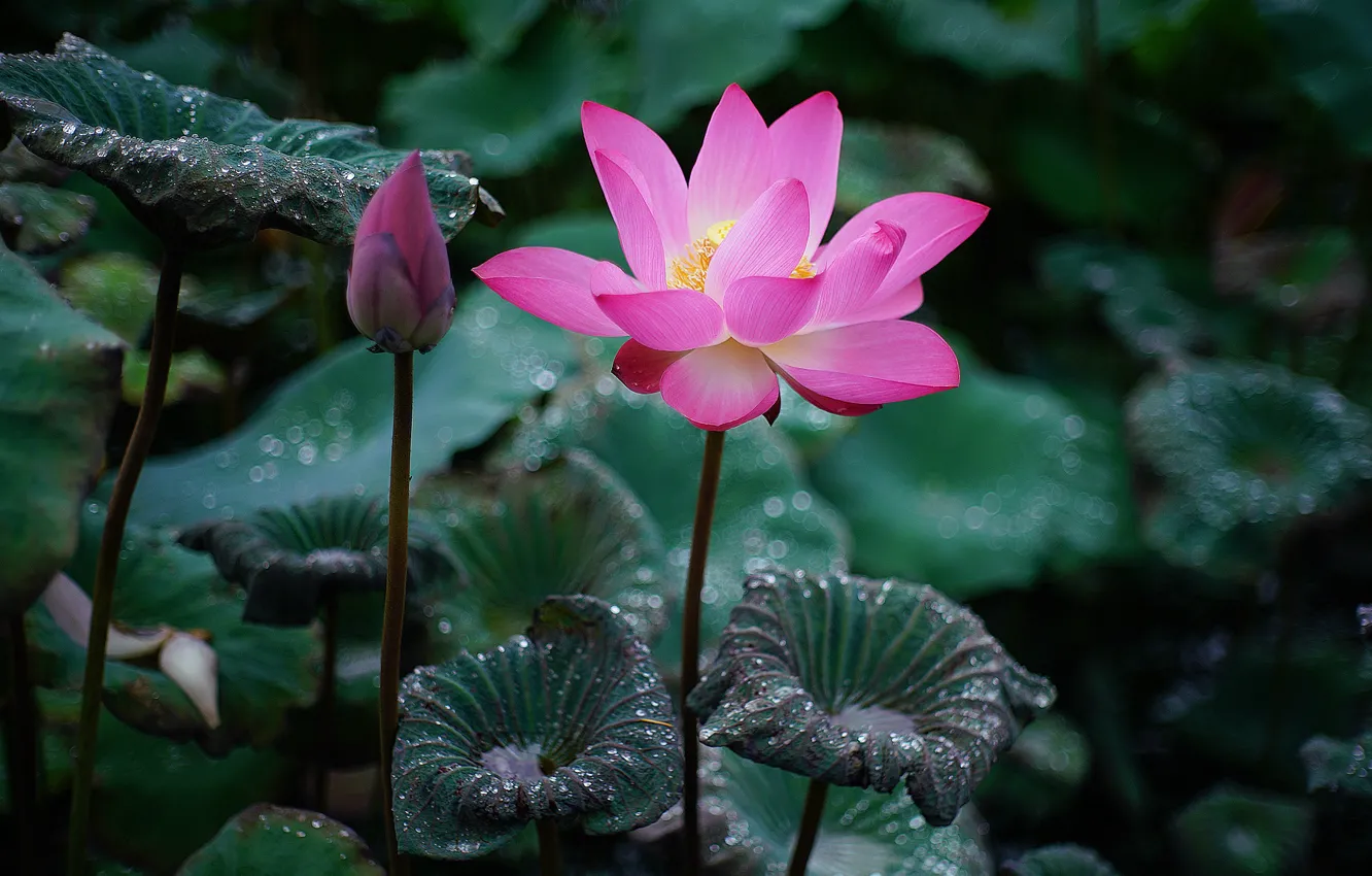 Photo wallpaper leaves, drops, flowers, nature, green, Rosa, background, petals