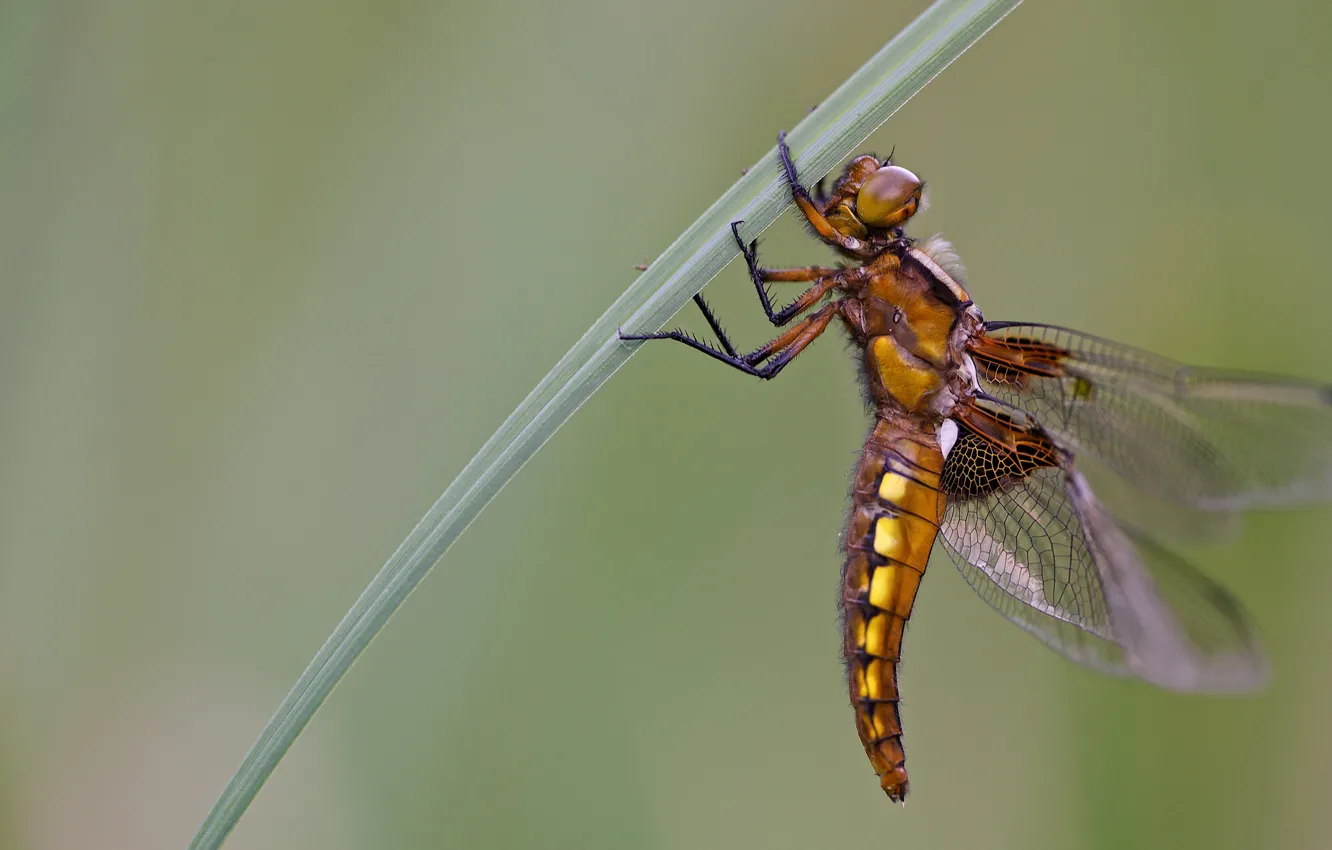 Photo wallpaper macro, dragonfly, insect