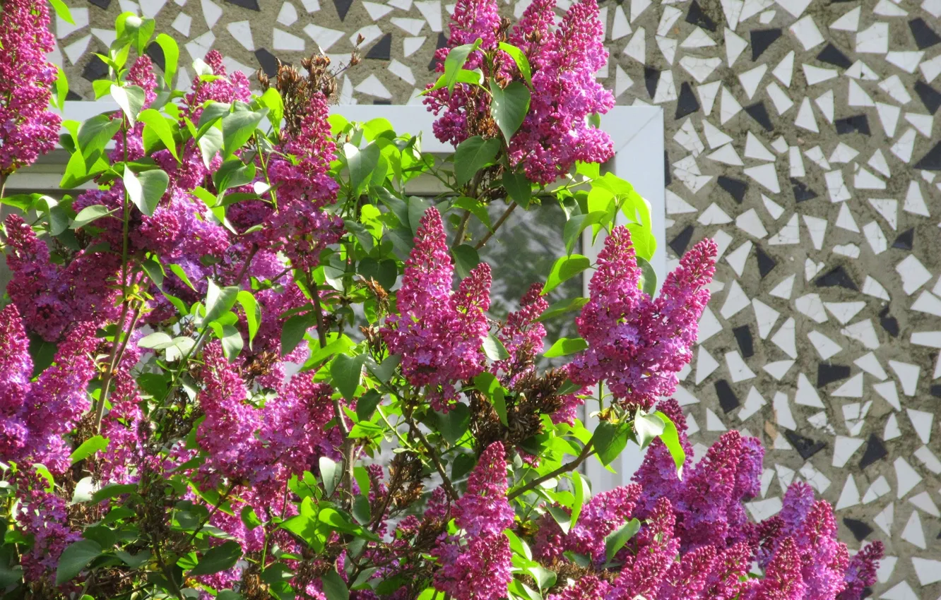 Photo wallpaper flowers, Sunny, lilac, spring 2018, Mamala ©