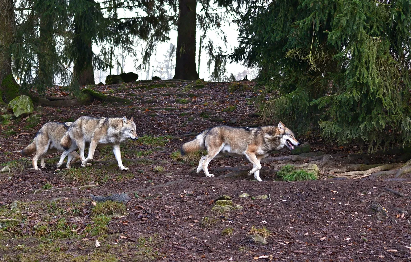 Photo wallpaper nature, snow, predator, face, animal, wolf, wolves, wildlife