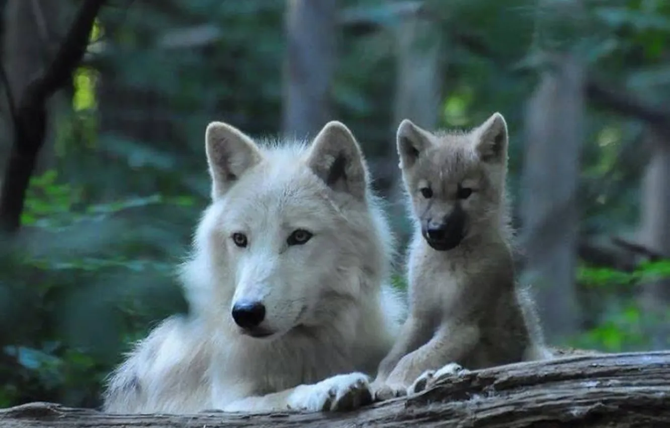 Photo wallpaper Predator, nature, snow, face, animal, wolf, canis lupus, wildlife