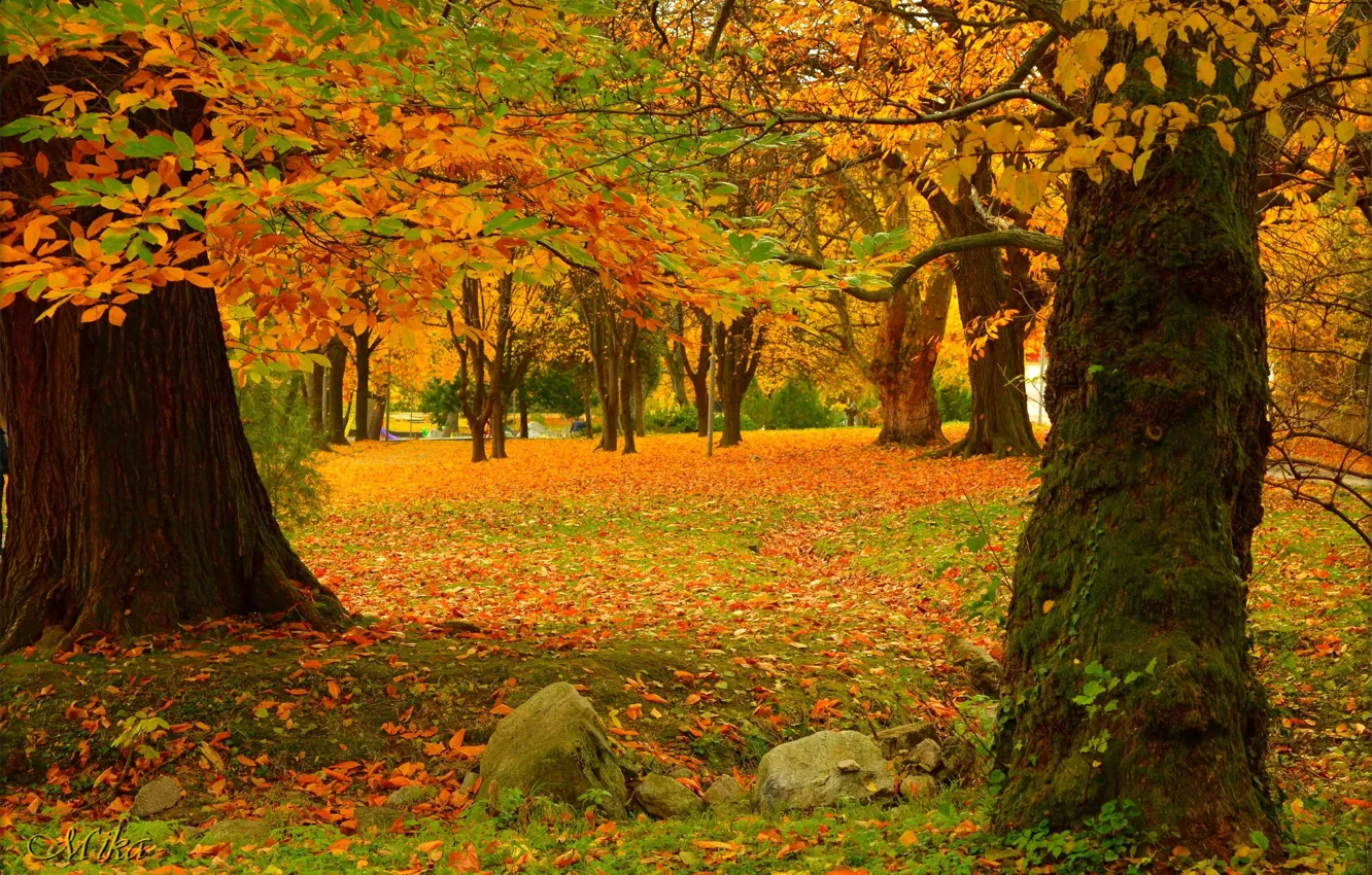 Photo wallpaper Autumn, Trees, Park, Fall, Foliage, Park, Autumn, Colors