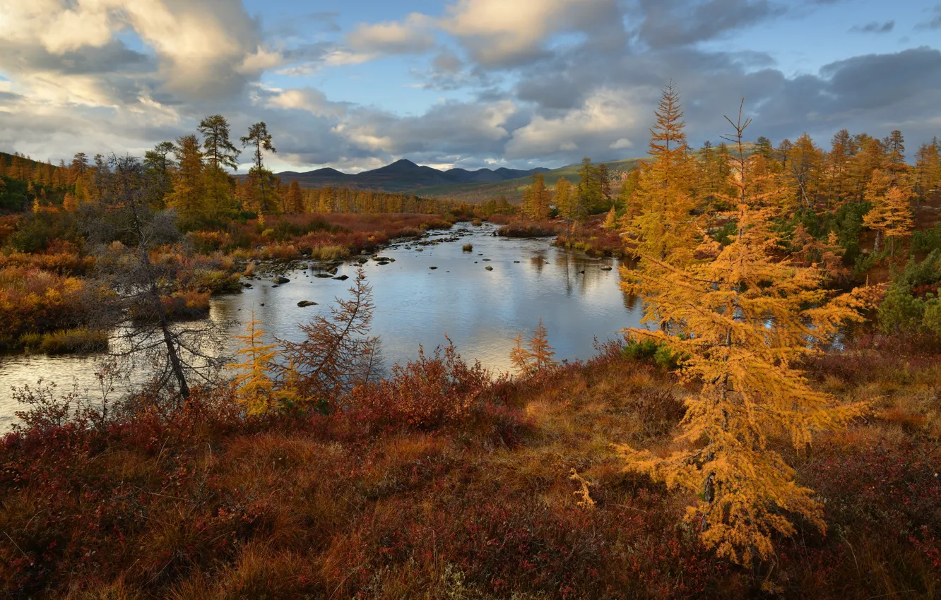 Photo wallpaper autumn, forest, the sky, mountains, shore, pond, Golden autumn, larch