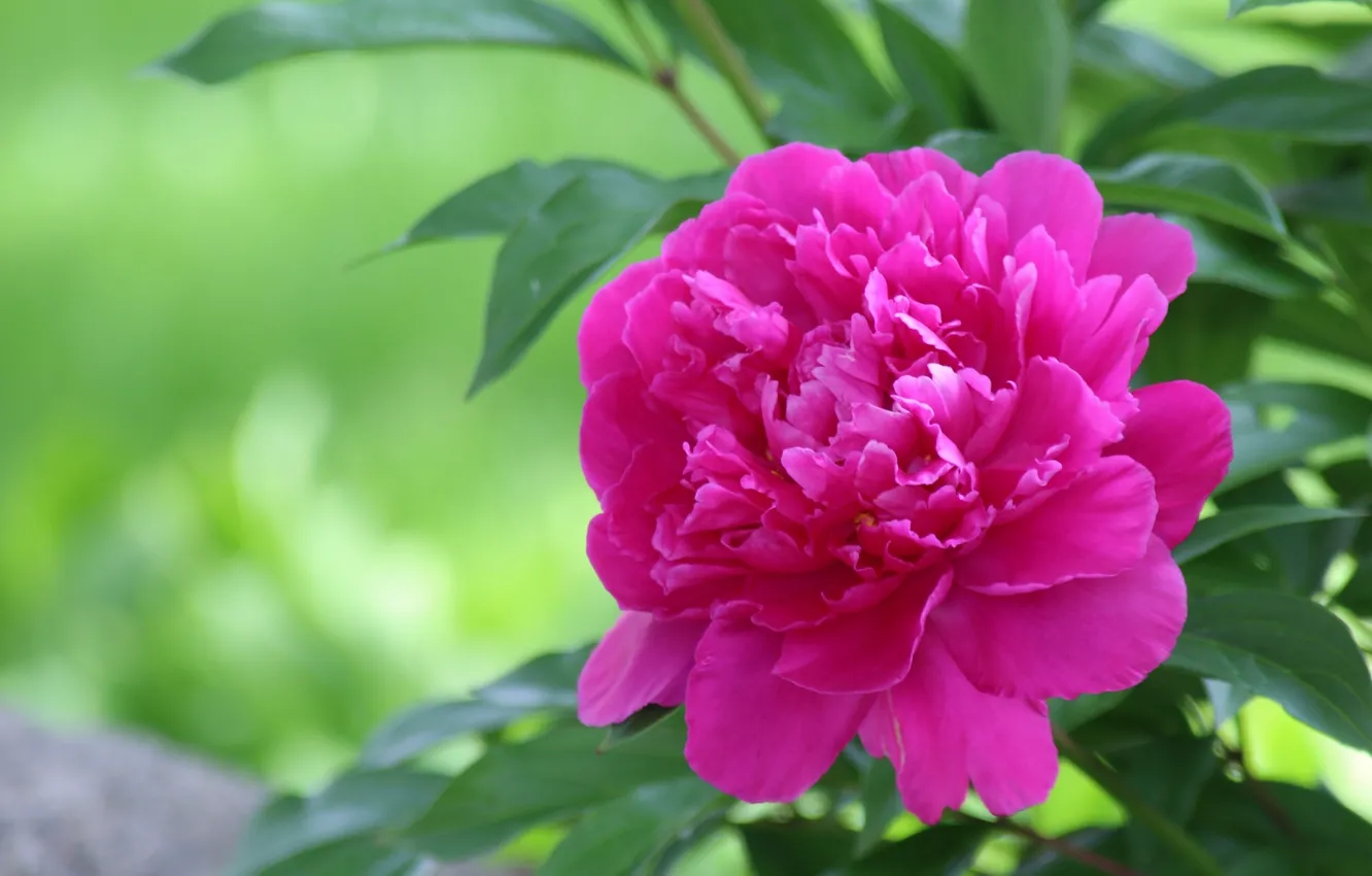 Photo wallpaper macro, petals, peonies