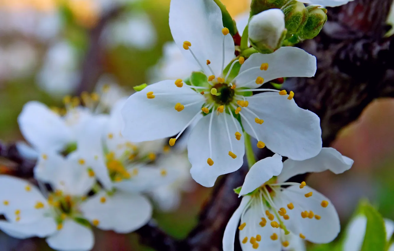 Photo wallpaper flower, color, spring, flowering, kidney, Drain