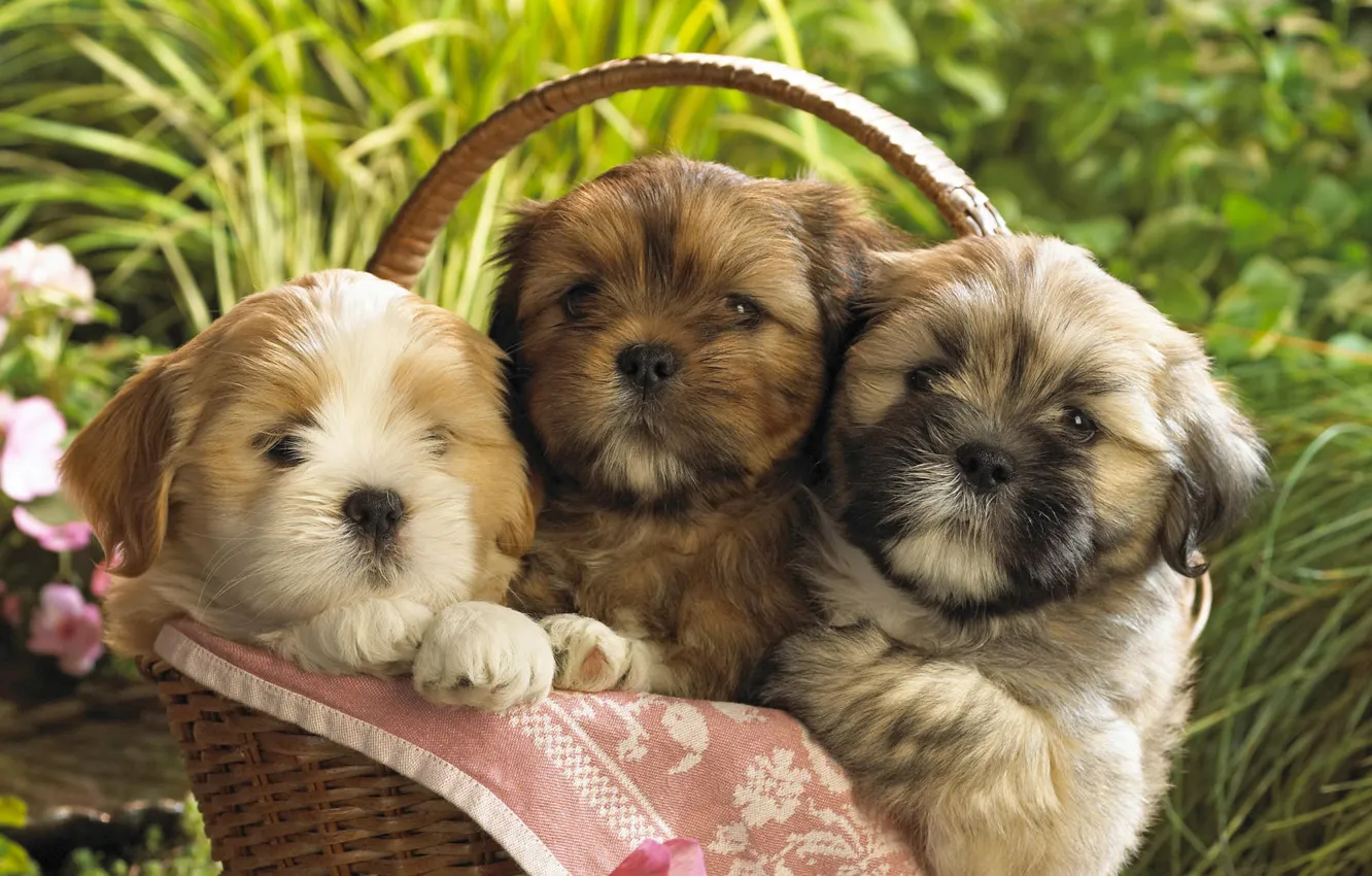 Photo wallpaper basket, puppies, Dogs