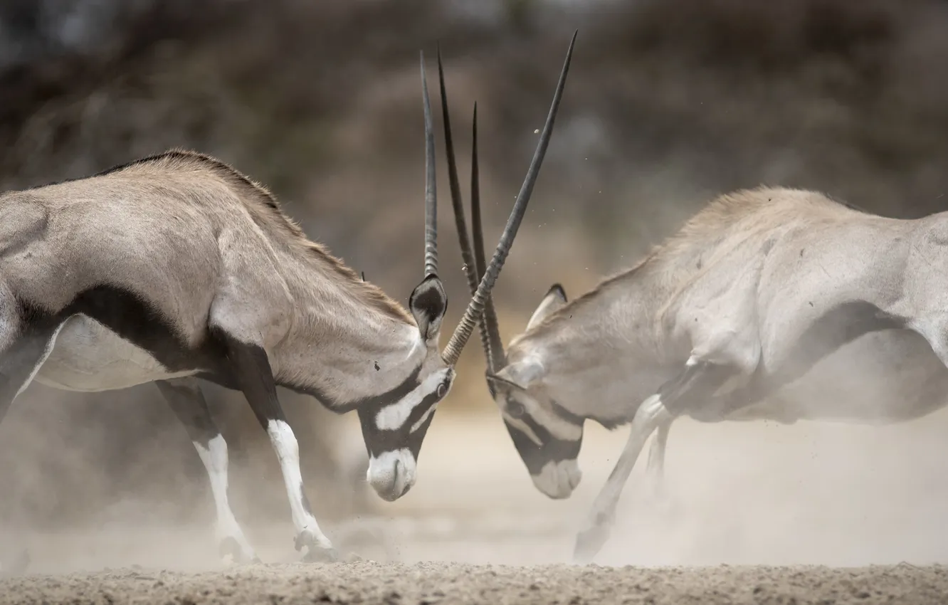 Photo wallpaper the opposition, dust, clash, antelope