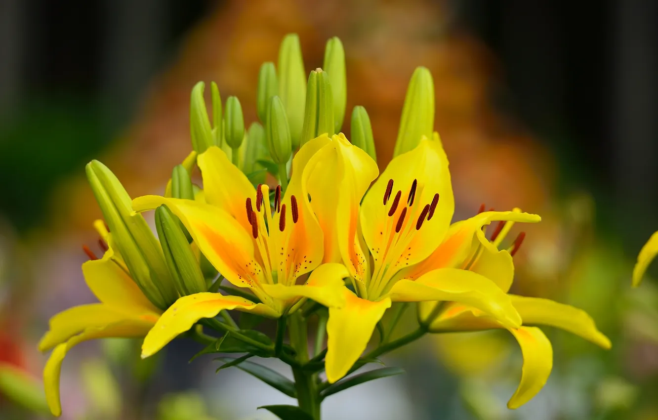 Photo wallpaper leaves, yellow, Lily, buds, flowering