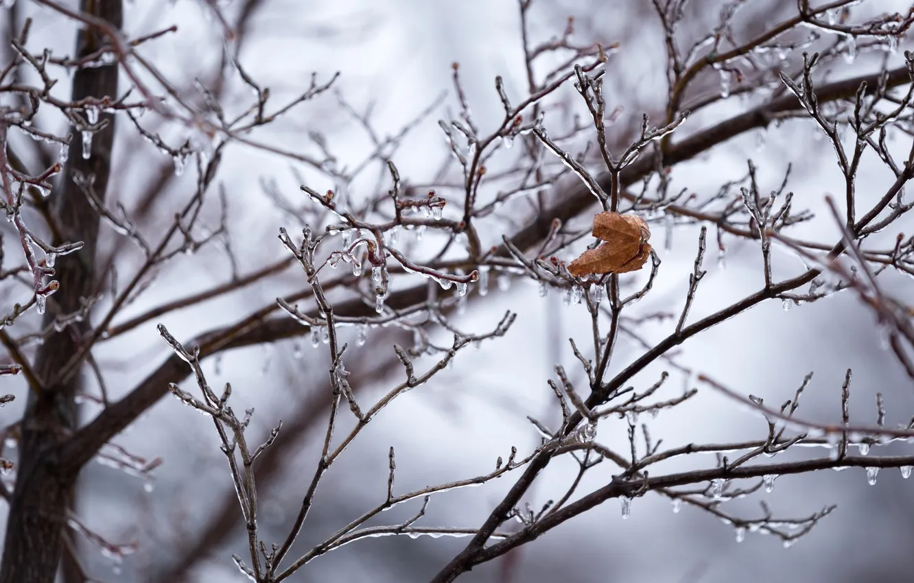 Photo wallpaper cold, ice, winter, leaves, macro, branches, lonely