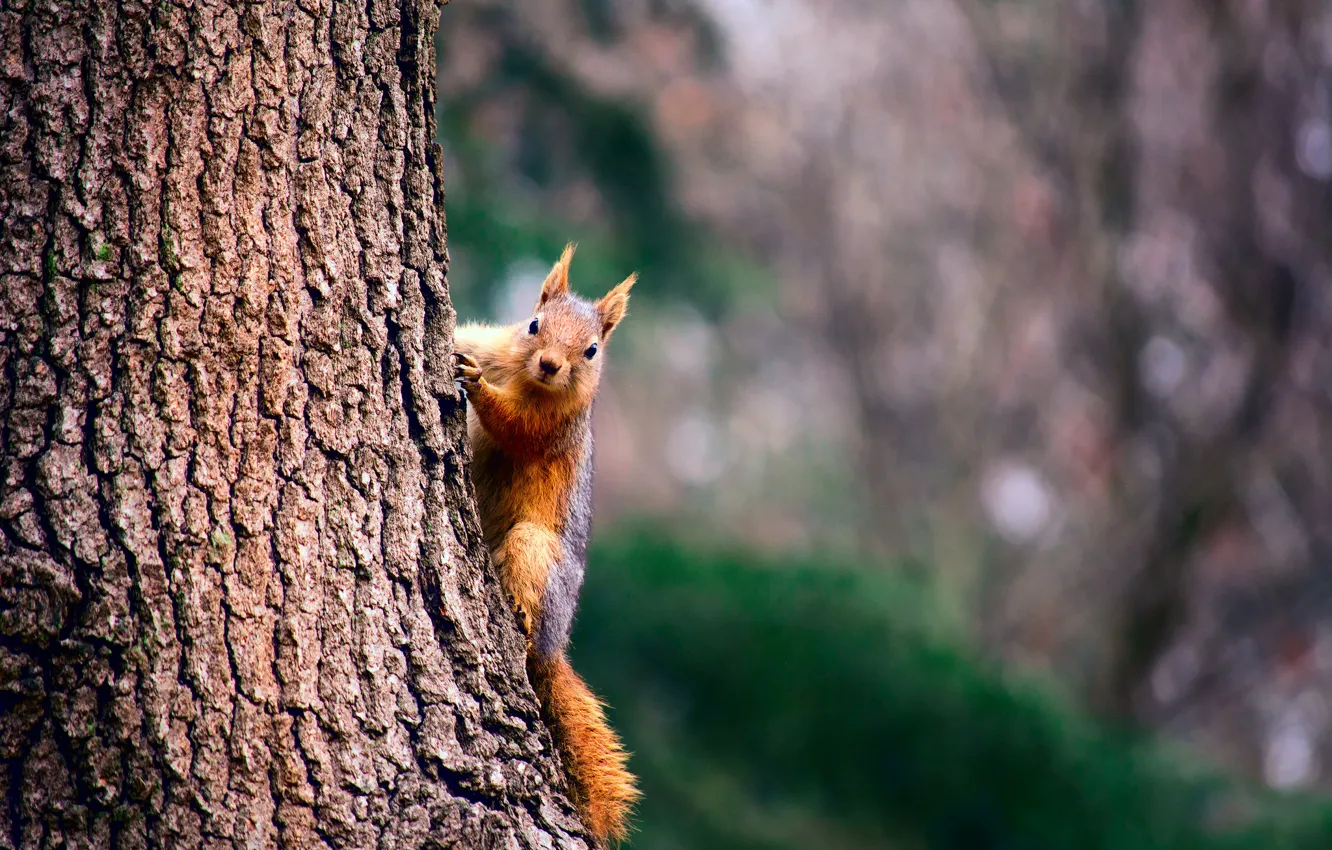 Photo wallpaper trees, background, texture, protein, trunk, bark, bokeh