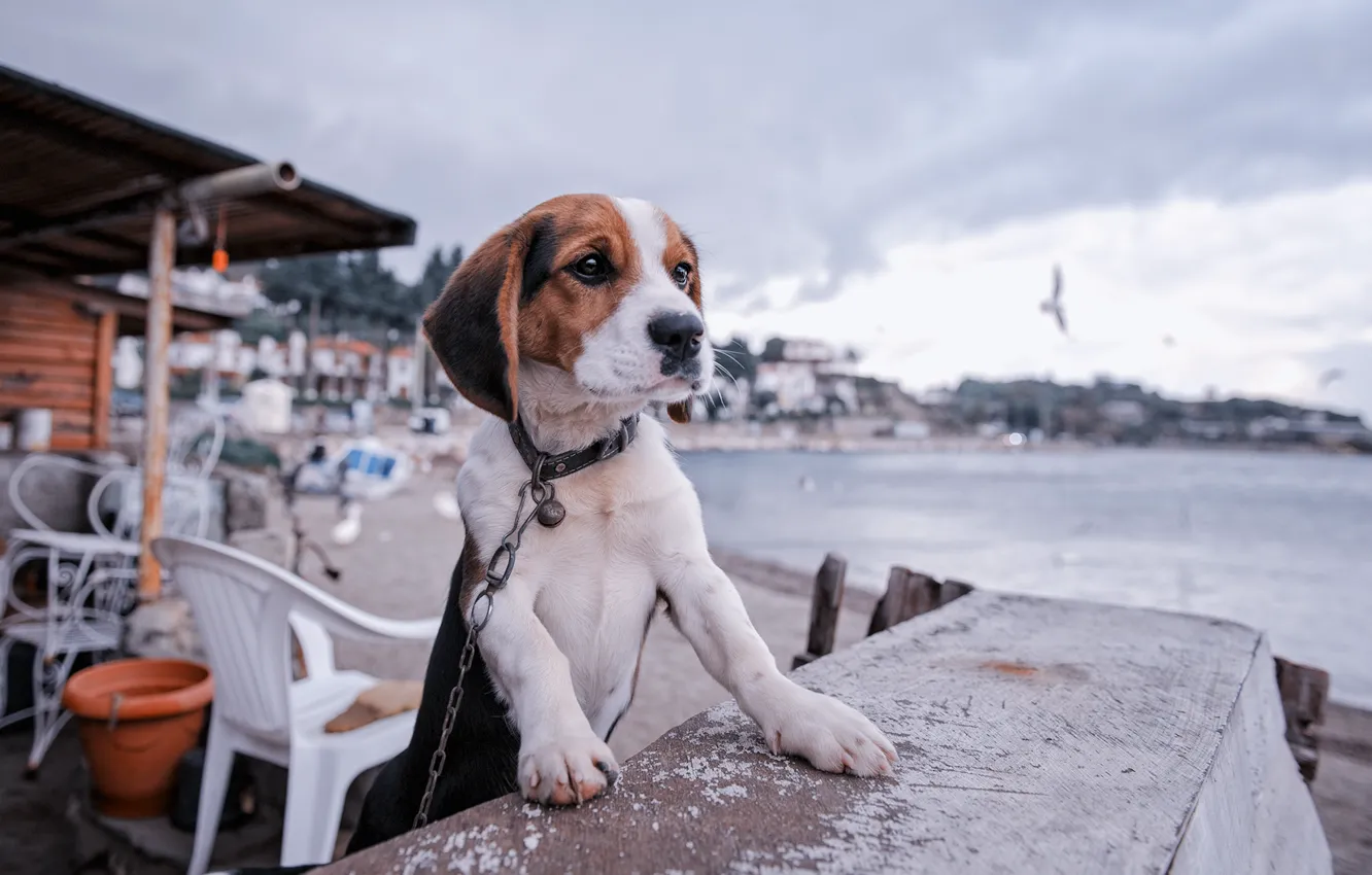 Photo wallpaper dog, chain, puppy, promenade, Beagle