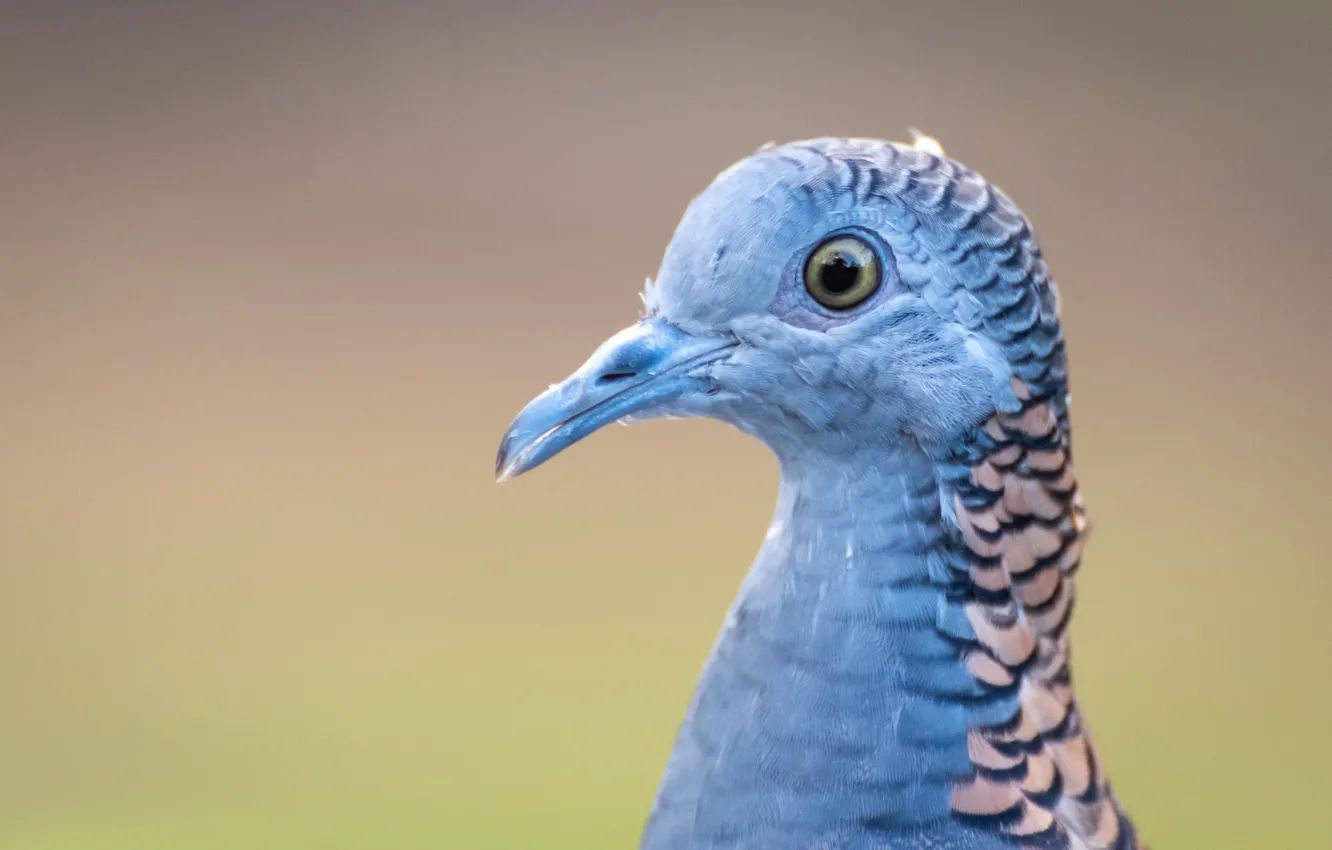 Photo wallpaper background, bird, portrait, Fleur Walton